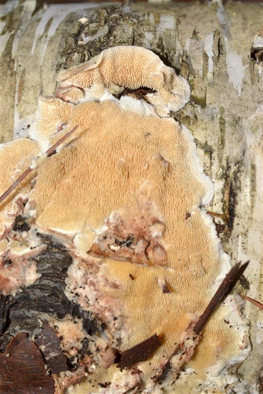 Steccherinum ochraceum? (Steccherinum bourdotii)